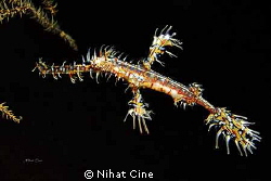 Ornate Ghost Pipefish... by Nihat Cine 